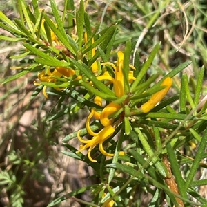 Persoonia chamaepeuce at Brindabella, ACT - Yesterday by JaneR