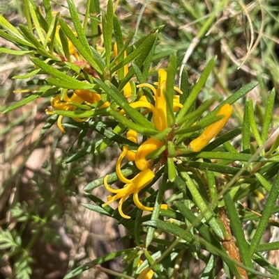 Persoonia chamaepeuce (Dwarf Geebung) at Brindabella, ACT - 5 Feb 2025 by JaneR