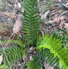 Polystichum proliferum at Cotter River, ACT - Yesterday by JaneR