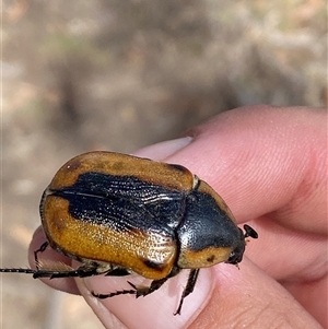 Chondropyga dorsalis at Hackett, ACT - 5 Feb 2025 11:06 AM