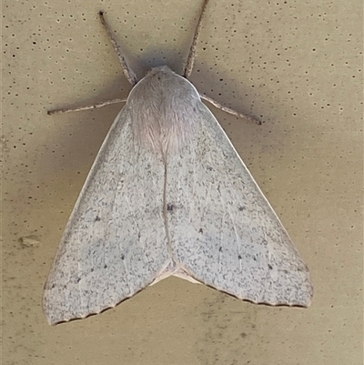 Arhodia lasiocamparia (Pink Arhodia) at Mitchell, ACT - Yesterday by SteveBorkowskis