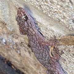 Christinus marmoratus (Southern Marbled Gecko) by SteveBorkowskis