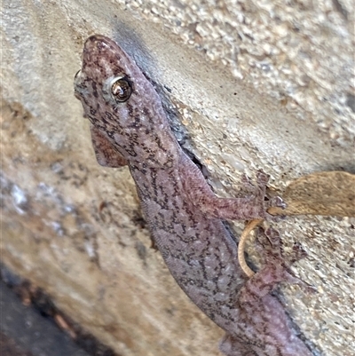 Christinus marmoratus (Southern Marbled Gecko) by SteveBorkowskis