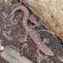 Christinus marmoratus at Mitchell, ACT - suppressed