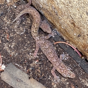 Christinus marmoratus at Mitchell, ACT - suppressed