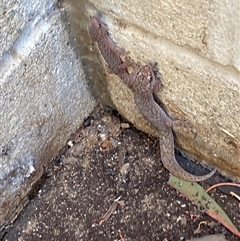 Christinus marmoratus at Mitchell, ACT - suppressed