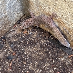 Christinus marmoratus at Mitchell, ACT - suppressed