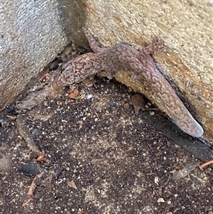 Christinus marmoratus at Mitchell, ACT - suppressed