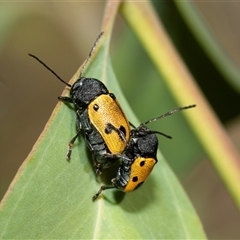 Cadmus (Cadmus) litigiosus (Leaf beetle) at Fraser, ACT - 3 Feb 2025 by AlisonMilton