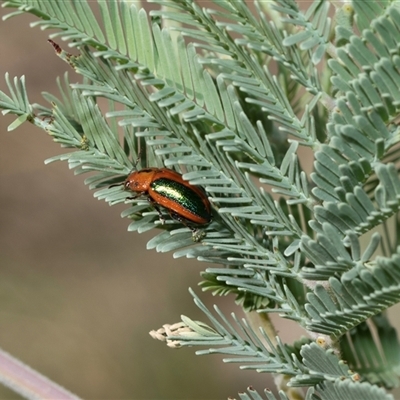 Calomela curtisi (Acacia leaf beetle) at Fraser, ACT - 3 Feb 2025 by AlisonMilton