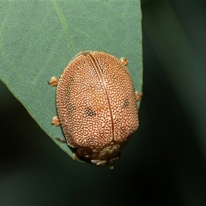 Paropsis atomaria at Fraser, ACT - 3 Feb 2025 10:22 AM