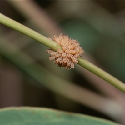 Paropsis atomaria (Eucalyptus leaf beetle) at Fraser, ACT - 3 Feb 2025 by AlisonMilton