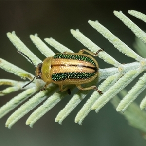 Calomela vittata (Acacia leaf beetle) at Fraser, ACT - 3 Feb 2025 by AlisonMilton