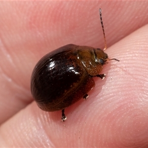 Paropsisterna cloelia (Eucalyptus variegated beetle) at Fraser, ACT - 3 Feb 2025 by AlisonMilton