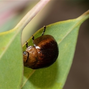 Paropsisterna cloelia at Fraser, ACT - 3 Feb 2025 09:59 AM