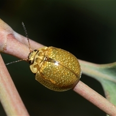 Paropsisterna cloelia at Fraser, ACT - 3 Feb 2025 09:59 AM