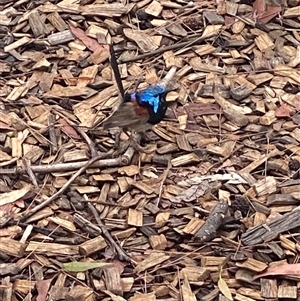 Malurus lamberti at Bonny Hills, NSW - suppressed