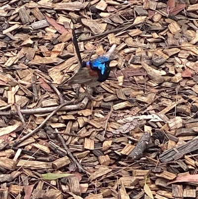 Malurus lamberti (Variegated Fairywren) at Bonny Hills, NSW - 17 Jan 2025 by pls047