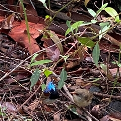 Malurus lamberti at Bonny Hills, NSW - suppressed