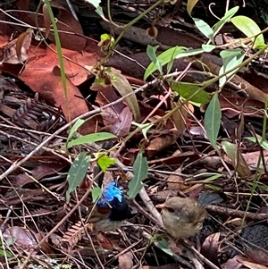 Malurus lamberti at Bonny Hills, NSW - suppressed