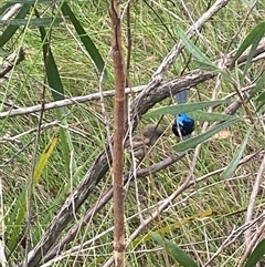 Malurus lamberti at Bonny Hills, NSW - suppressed