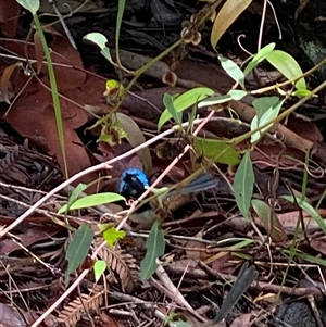 Malurus lamberti at Bonny Hills, NSW - suppressed