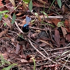 Malurus lamberti at Bonny Hills, NSW - suppressed