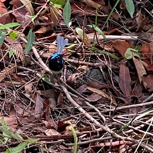 Malurus lamberti at Bonny Hills, NSW - suppressed