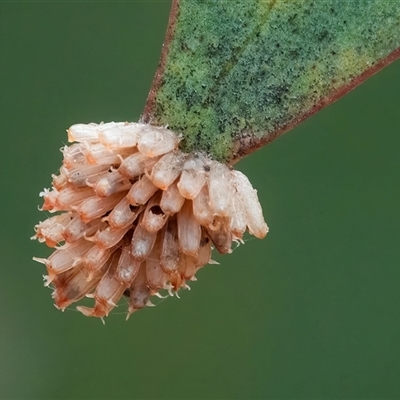 Paropsis atomaria (Eucalyptus leaf beetle) at Googong, NSW - 30 Jan 2025 by WHall