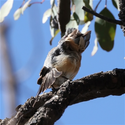 Pachycephala rufiventris at Bellmount Forest, NSW - 4 Feb 2025 by jb2602