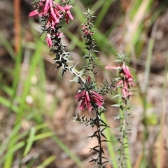 Epacris impressa (Common Heath) at Freycinet, TAS - 5 Feb 2025 by JimL