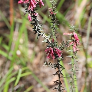 Epacris impressa at Freycinet, TAS - 5 Feb 2025 03:05 PM