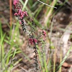 Epacris impressa at Freycinet, TAS - 5 Feb 2025 03:05 PM