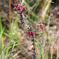 Epacris impressa at Freycinet, TAS - 5 Feb 2025 03:05 PM