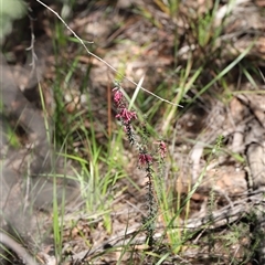Epacris impressa at Freycinet, TAS - 5 Feb 2025 03:05 PM