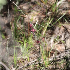 Epacris impressa at Freycinet, TAS - 5 Feb 2025 03:05 PM