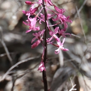 Dipodium roseum at Freycinet, TAS - suppressed