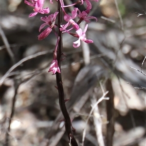 Dipodium roseum at Freycinet, TAS - suppressed