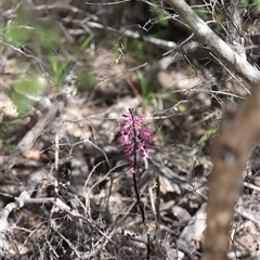 Dipodium roseum at Freycinet, TAS - suppressed