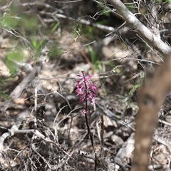 Dipodium roseum at Freycinet, TAS - suppressed