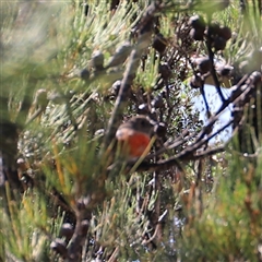 Petroica boodang (Scarlet Robin) at Freycinet, TAS - 5 Feb 2025 by JimL