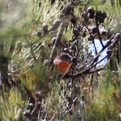 Petroica boodang (Scarlet Robin) at Freycinet, TAS - 5 Feb 2025 by JimL