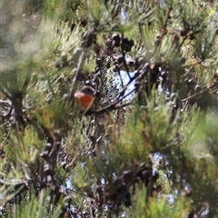 Petroica boodang at Freycinet, TAS - suppressed