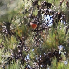 Petroica boodang at Freycinet, TAS - suppressed
