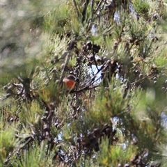 Petroica boodang at Freycinet, TAS - suppressed