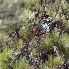 Petroica boodang at Freycinet, TAS - suppressed
