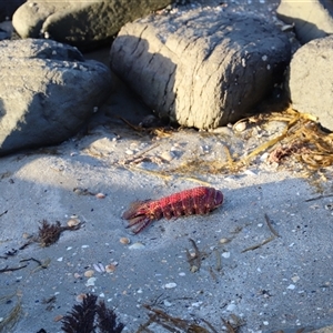 Unidentified Lobster, Bug at Swansea, TAS - Today by JimL