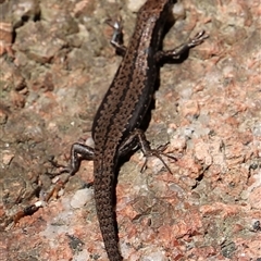 Unidentified Skink at Freycinet, TAS - 5 Feb 2025 by JimL