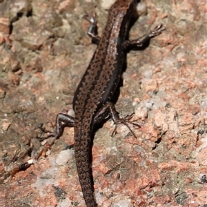 Unidentified Skink at Freycinet, TAS - Yesterday by JimL