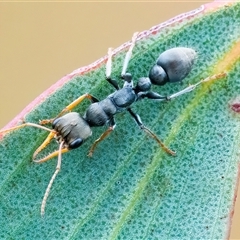 Myrmecia sp., pilosula-group (Jack jumper) at Googong, NSW - 30 Jan 2025 by WHall